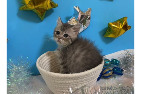 成約済の大阪府のスコティッシュフォールド-68348の5枚目